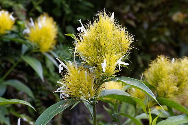 Kandy-Botanical garden-031